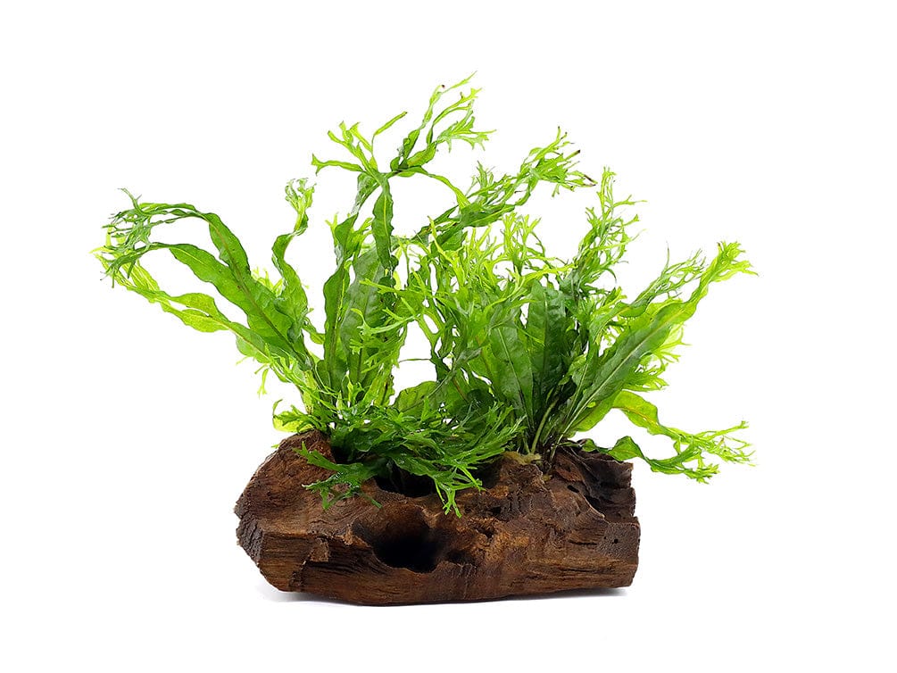 Java Fern Windelov